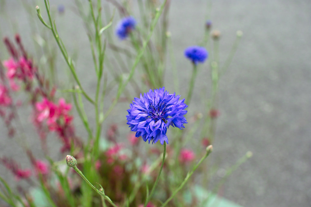 SDIM9025.jpg