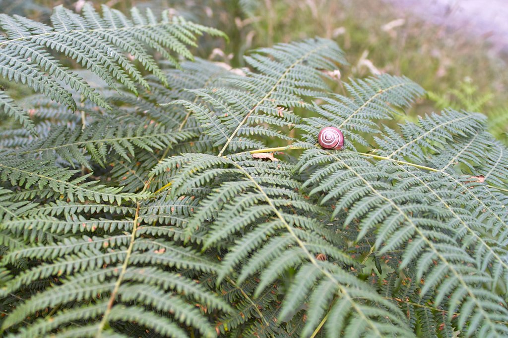 SDIM9862.jpg